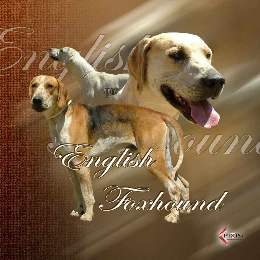 plaque attention chien foxhound