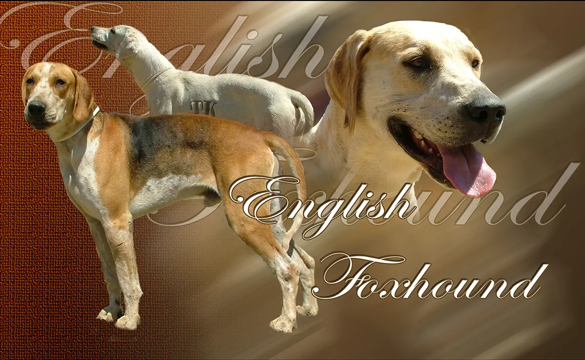 Foxhound