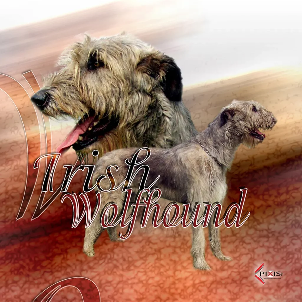 plaque attention chien irish wolfhound