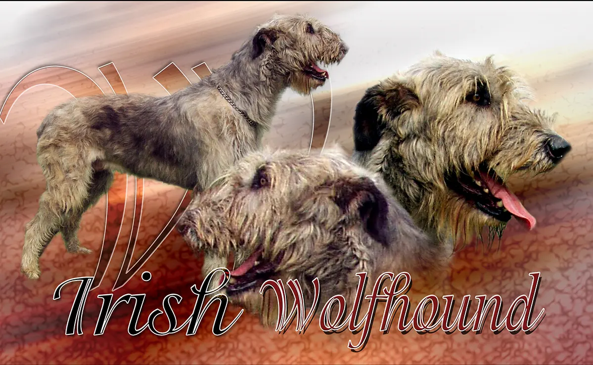 Irish Wolfhound