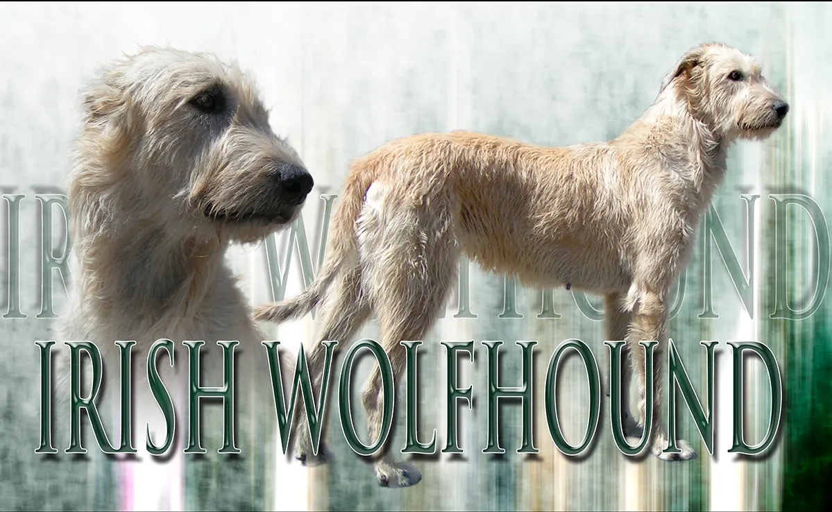 Irish Wolfhound