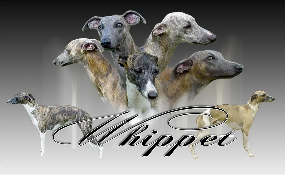 Whippet