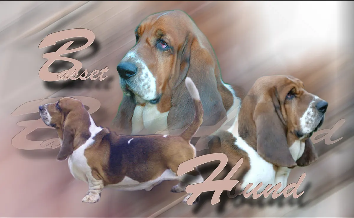 Basset Hound