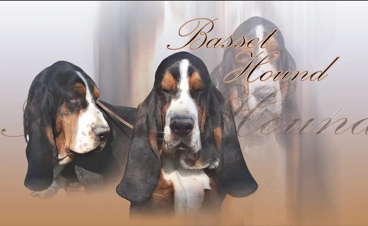 Basset Hound