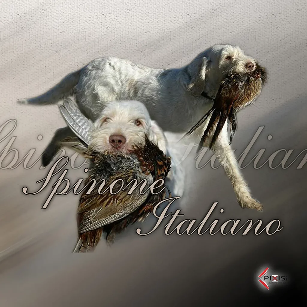 plaque attention chien spinone italiano