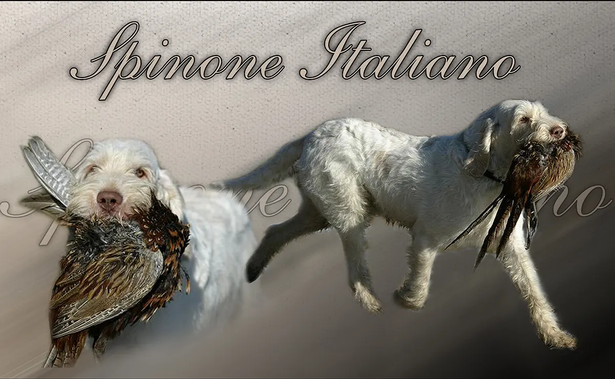 Spinone Italiano
