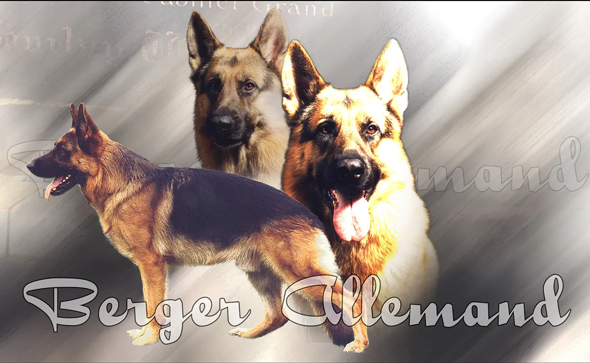 Berger Allemand