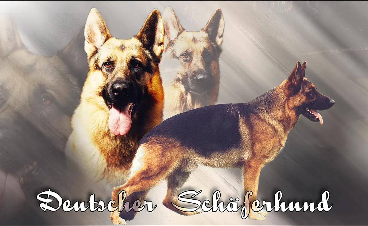 Berger Allemand