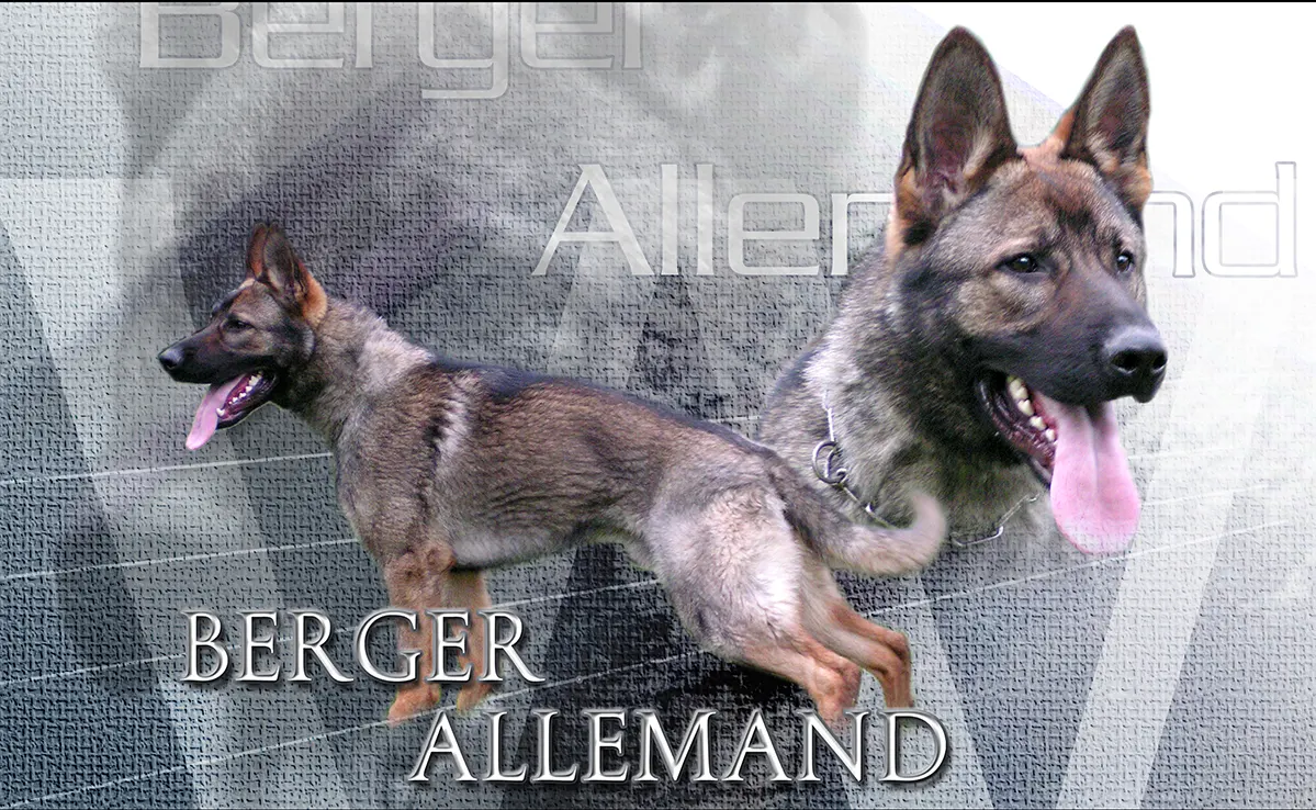 Berger Allemand