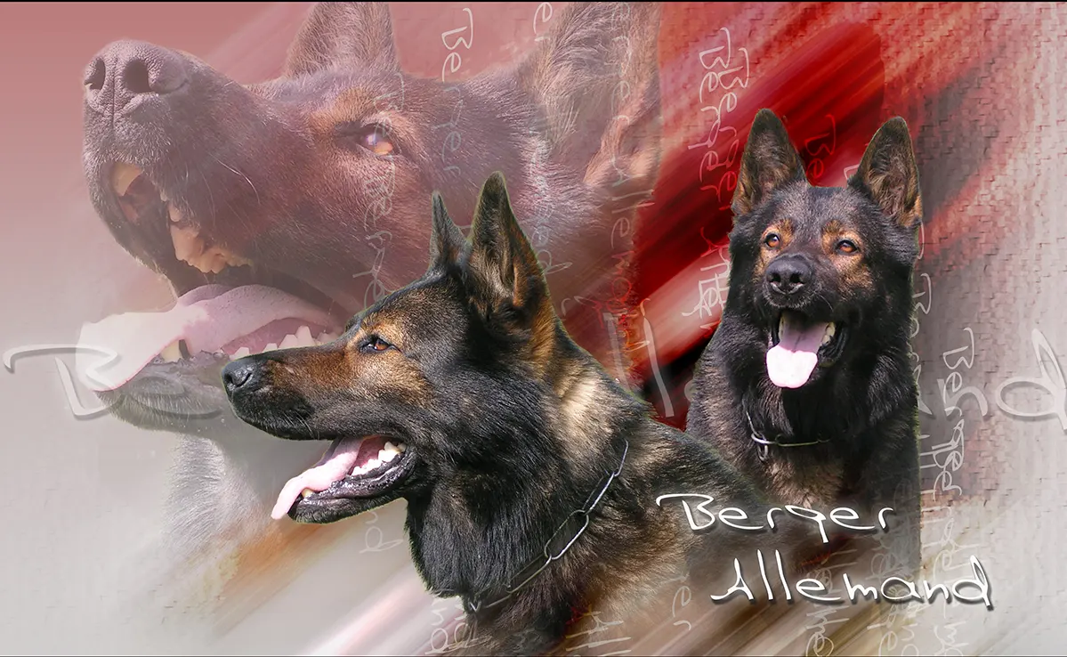 Berger Allemand