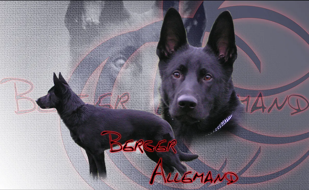Berger Allemand