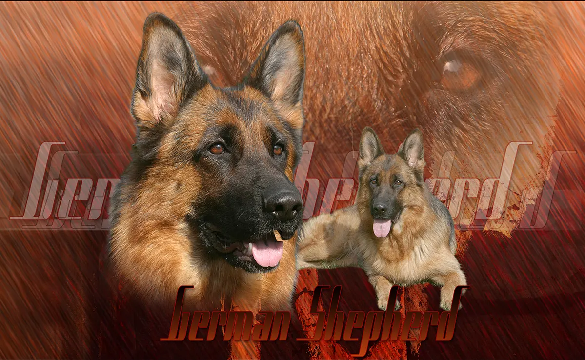 Berger Allemand