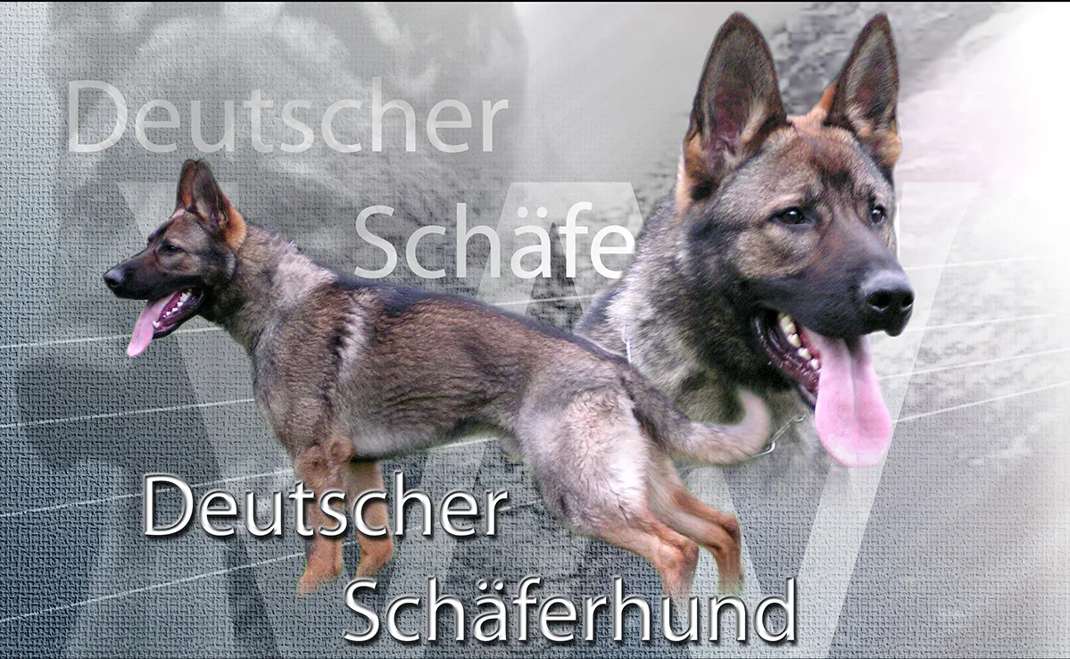 Berger Allemand