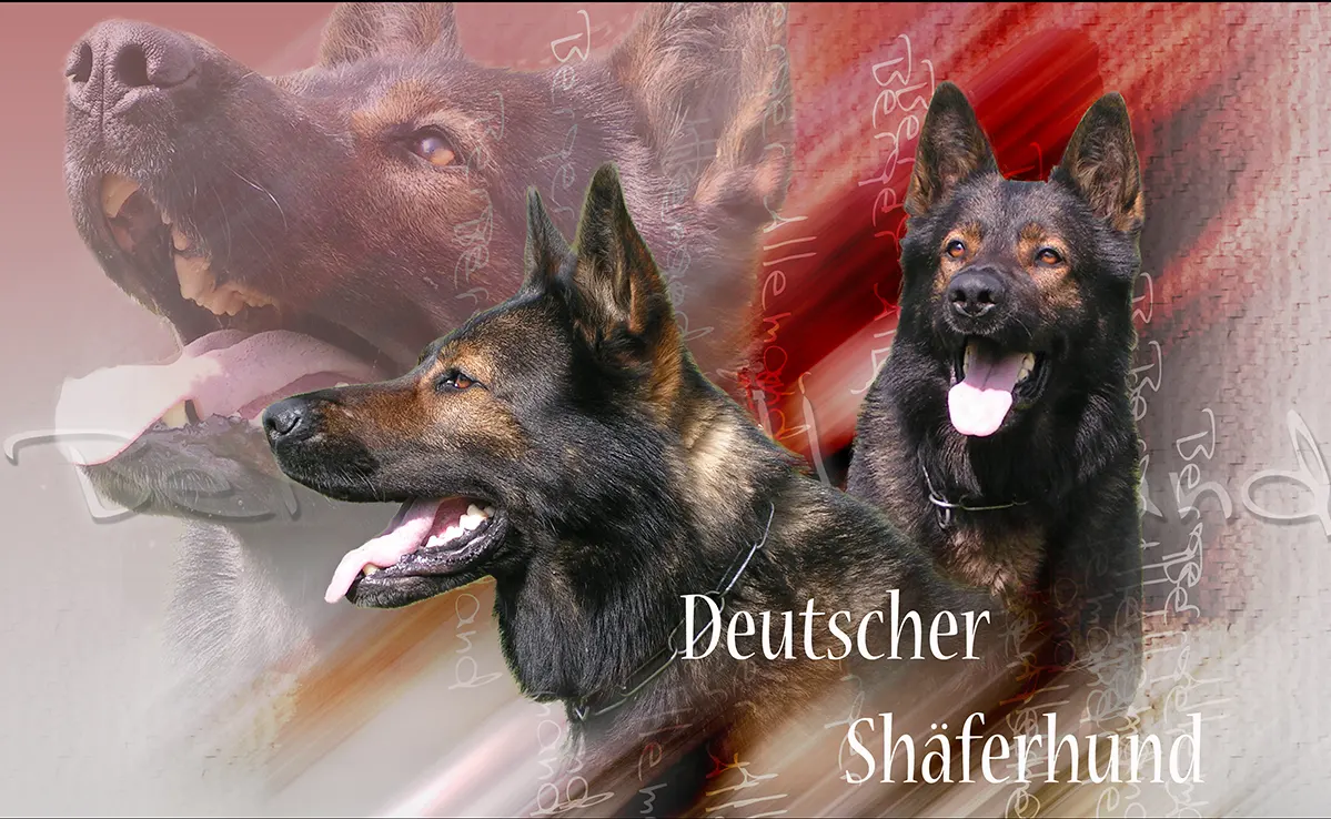 Berger Allemand