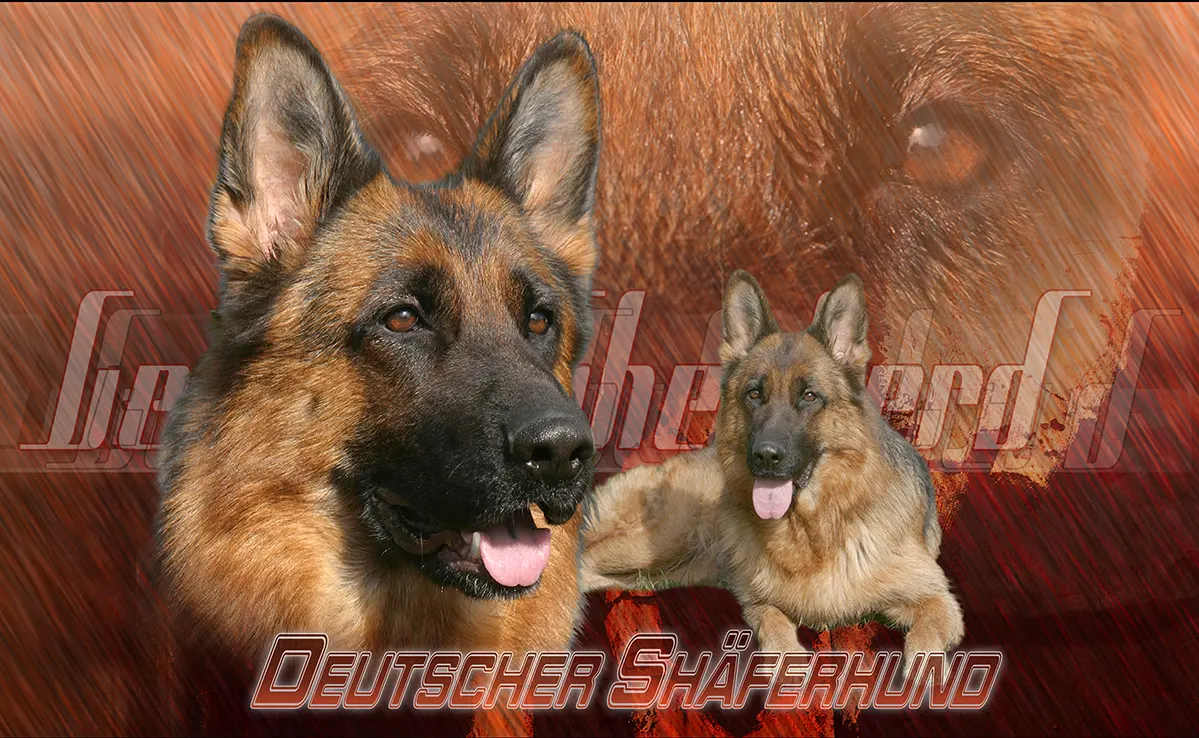 Berger Allemand