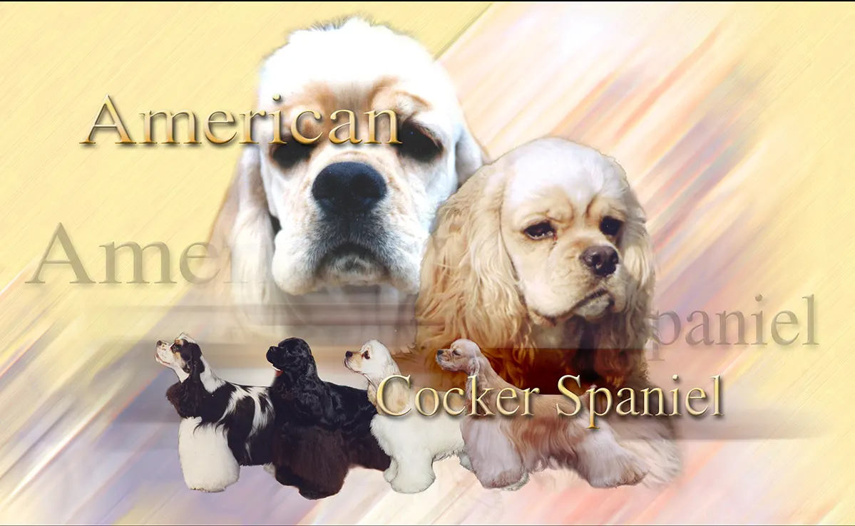 Cocker Americain