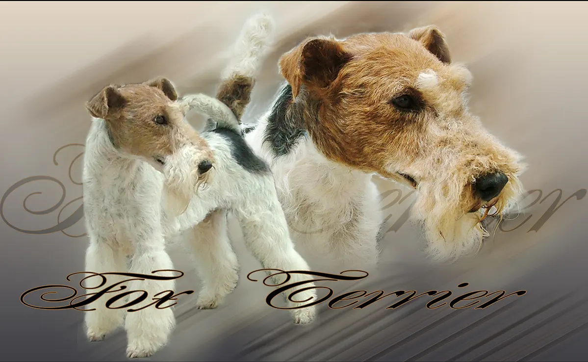 Fox Terrier
