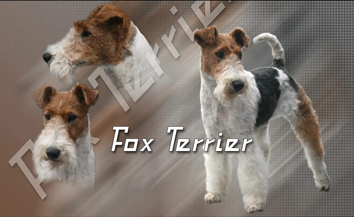 Fox Terrier