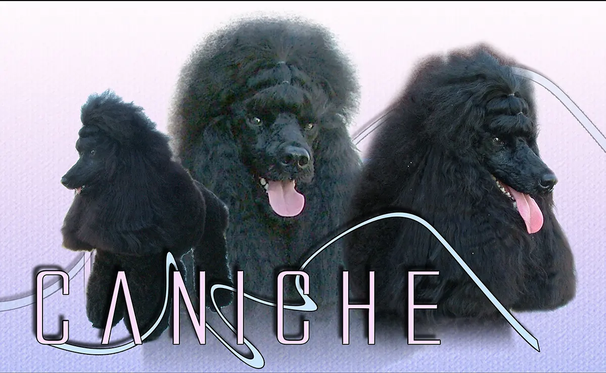 Caniche
