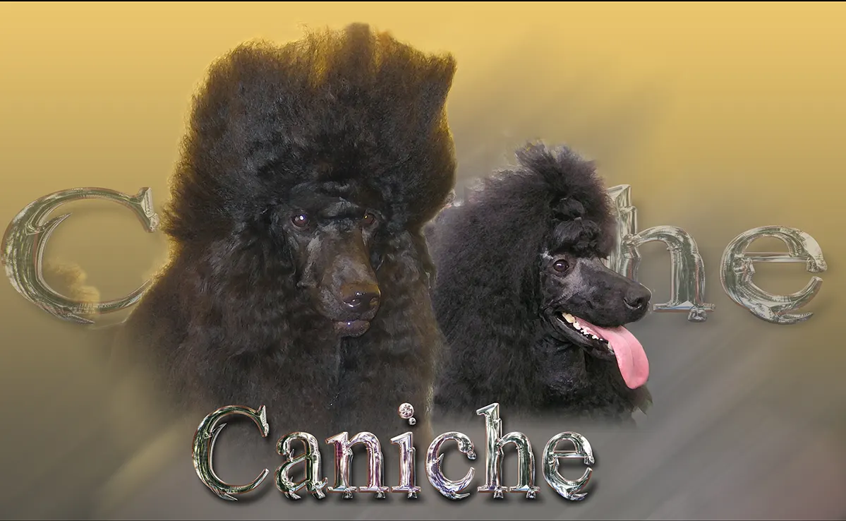 Caniche