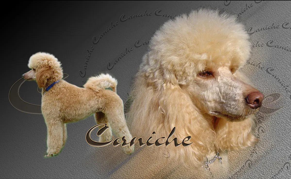 Caniche