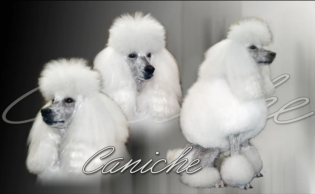 Caniche