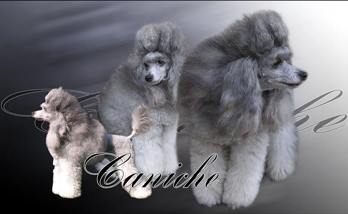 Caniche