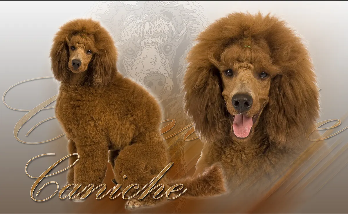 Caniche