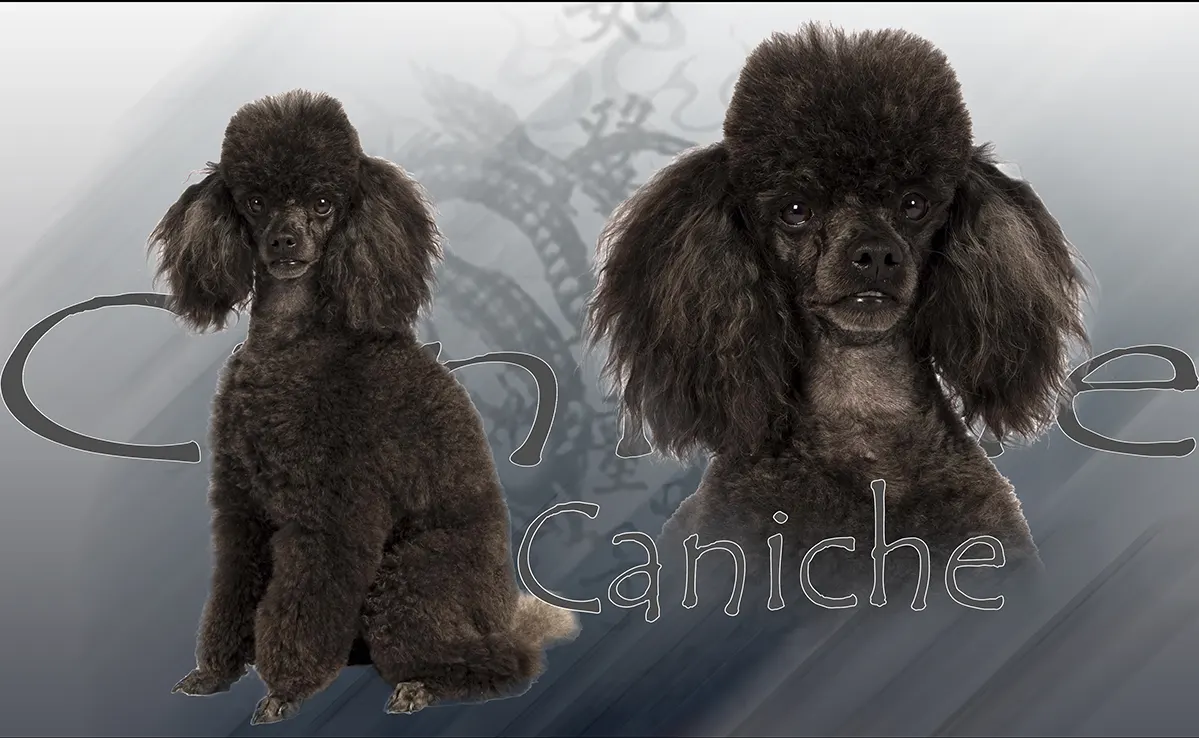 Caniche