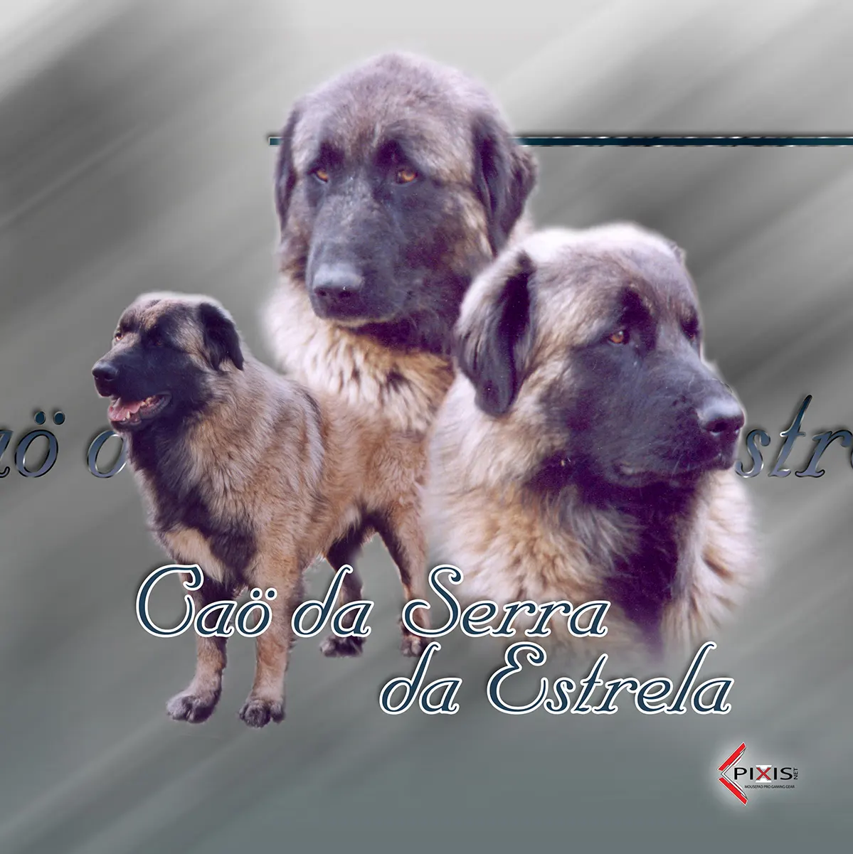 plaque attention chien cao da serra de estrela