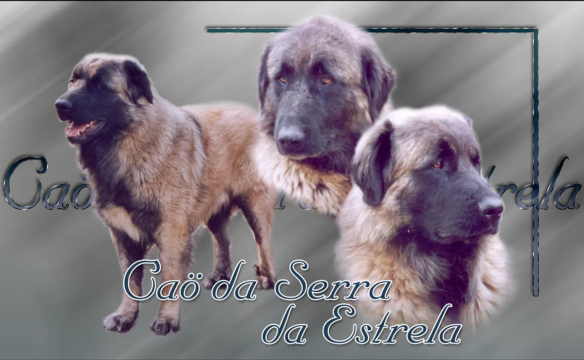Cao Da Serra De Estrela