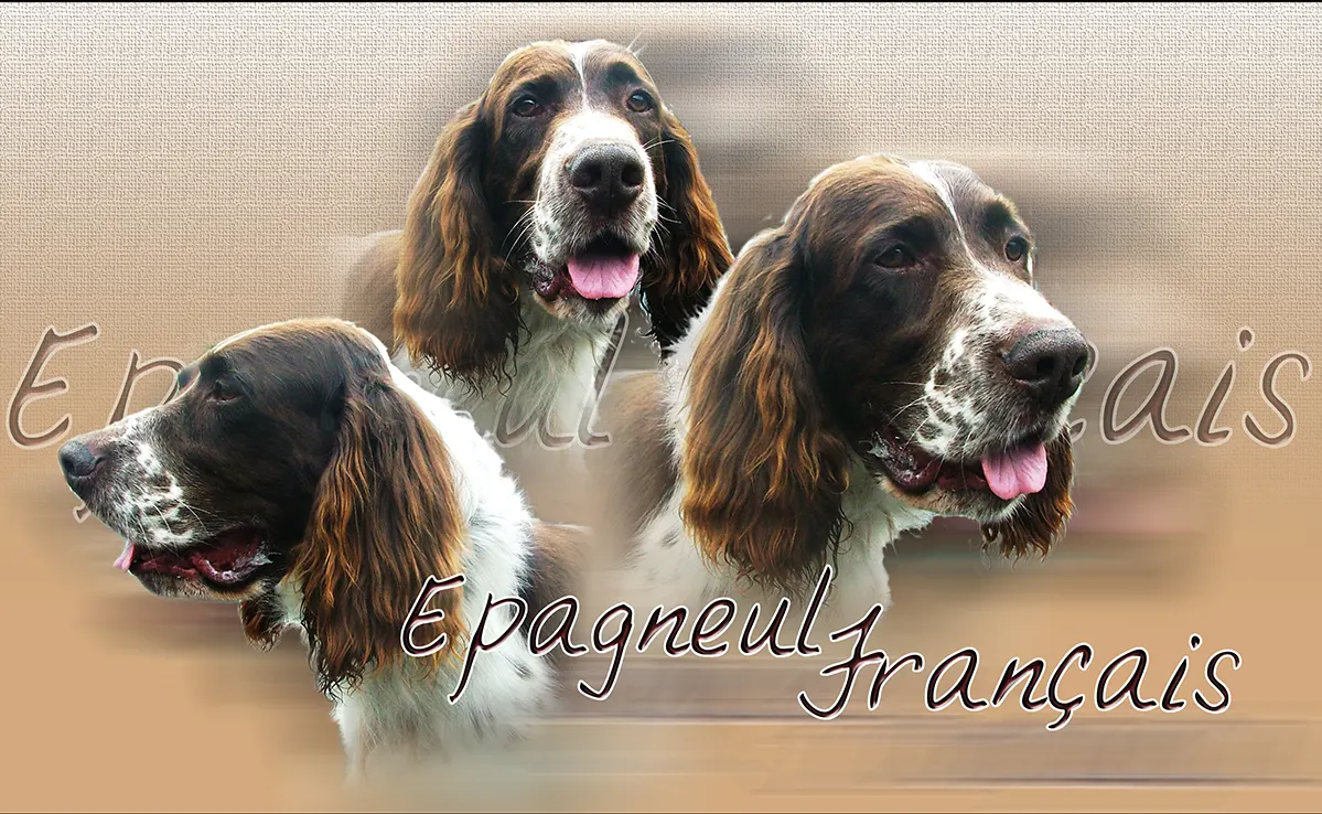 Epagneul Francais