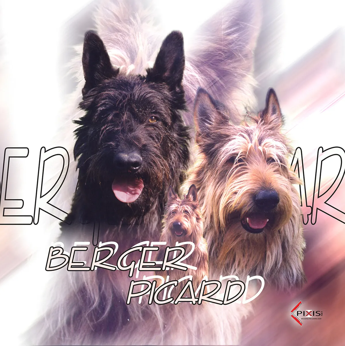 Berger Picard plaque attention chien berger picard