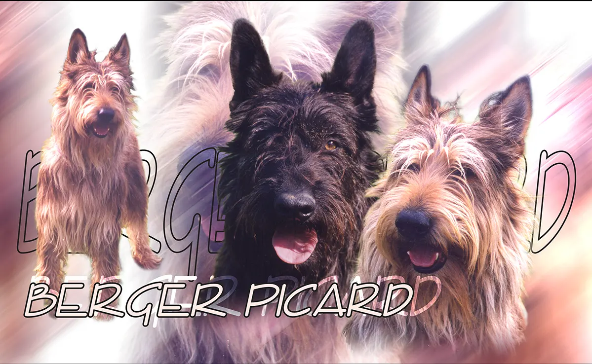 Berger Picard