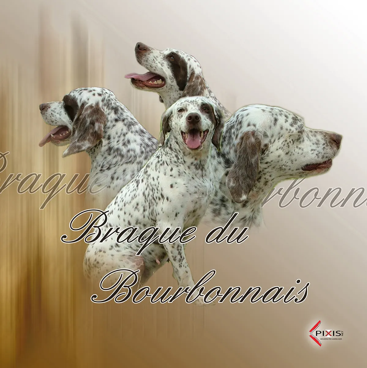 plaque attention chien braque du bourbonnais