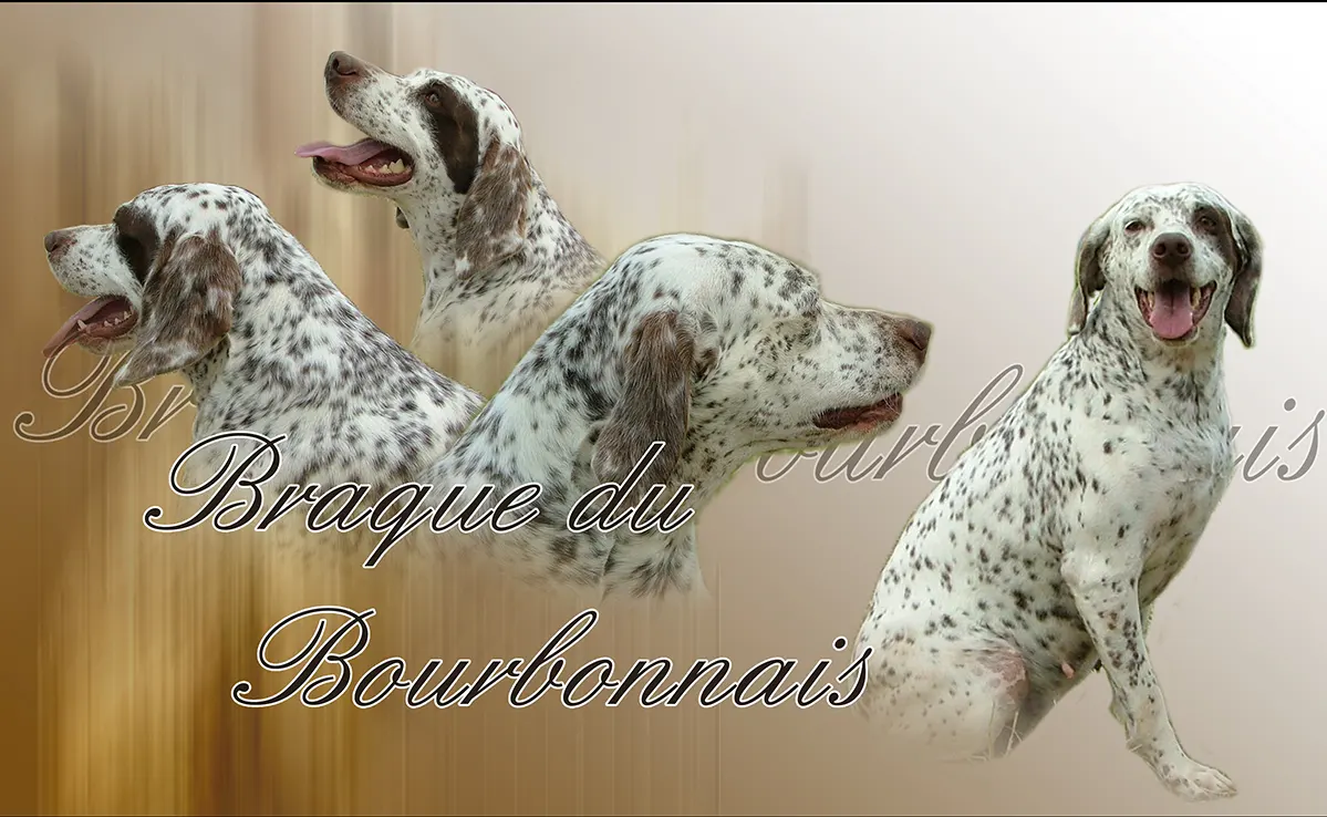 Braque Du Bourbonnais