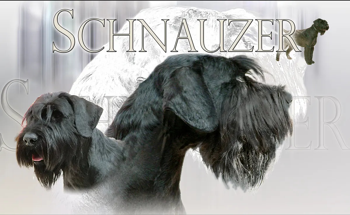 Schnauzer Geant