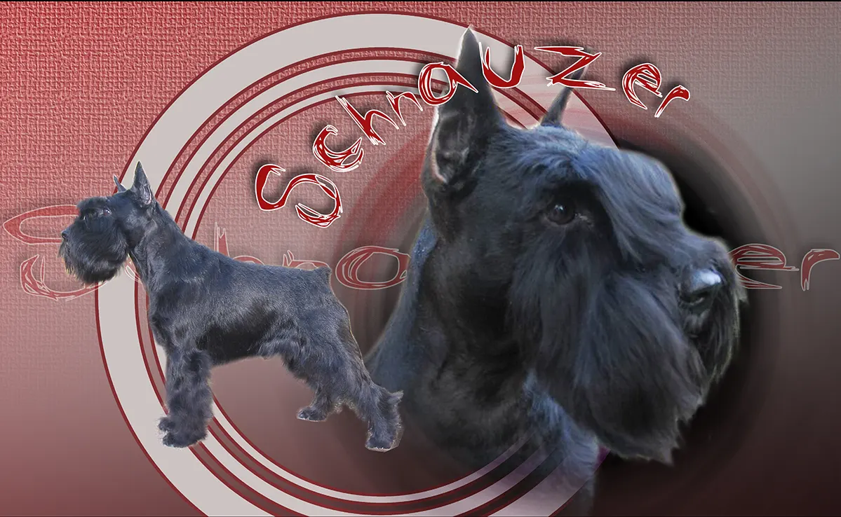 Schnauzer Geant