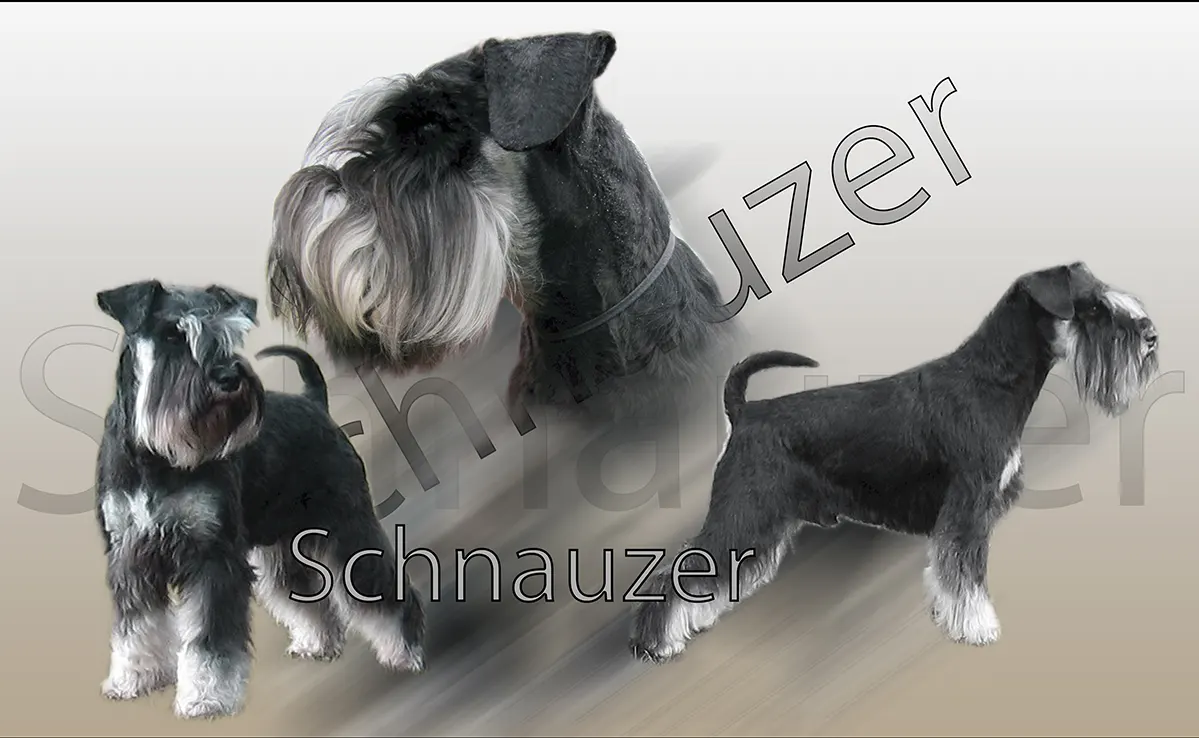 Schnauzer Geant