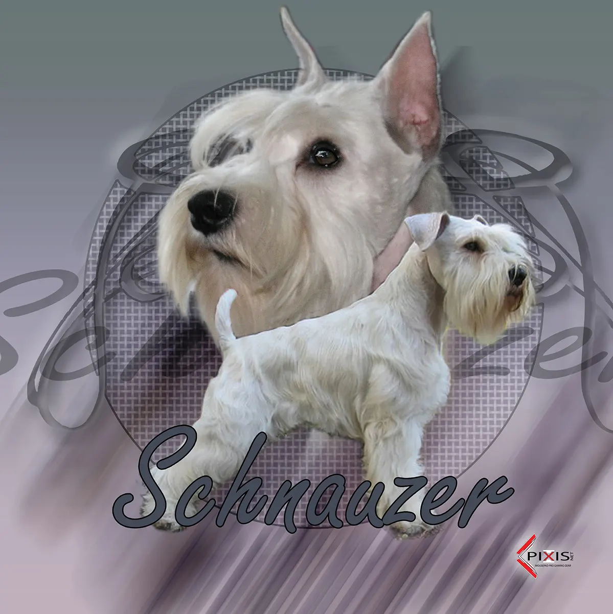 Schnauzer Moyen plaque attention chien schnauzer moyen