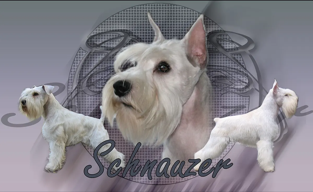 Schnauzer Moyen