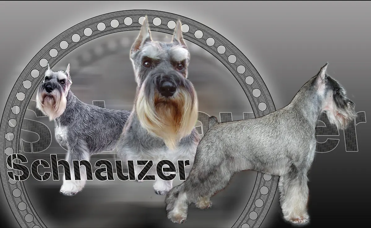 Schnauzer Moyen