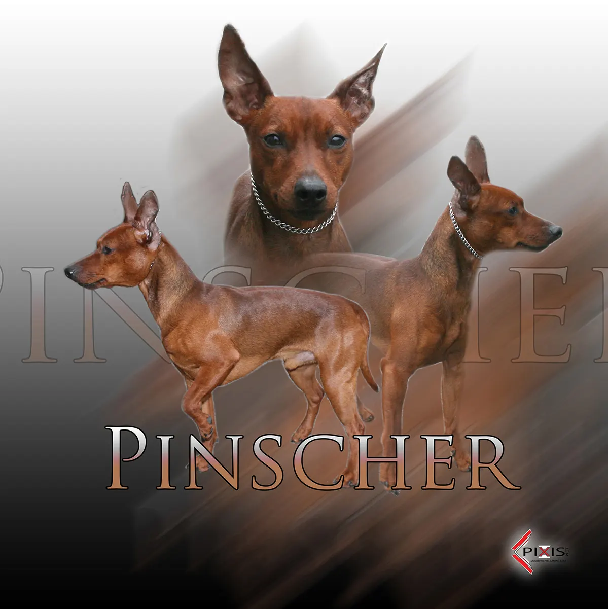 Pinsher Nain plaque attention chien pinsher nain
