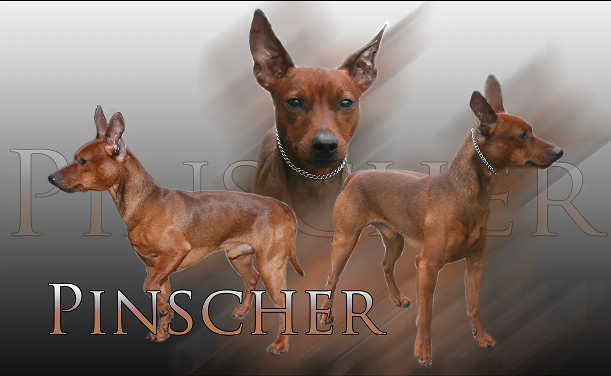 Pinsher Nain