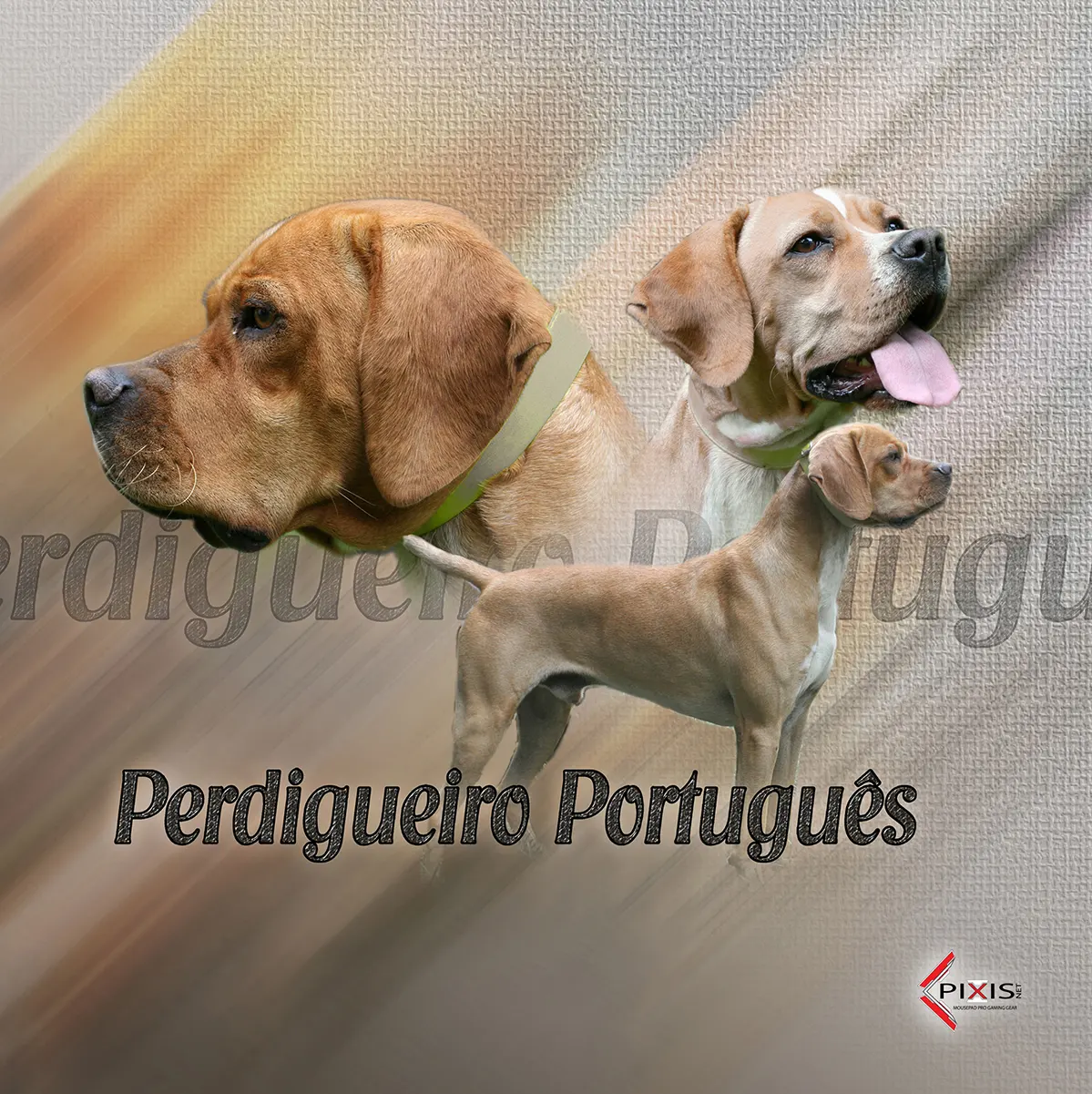 plaque attention chien braque portuguais