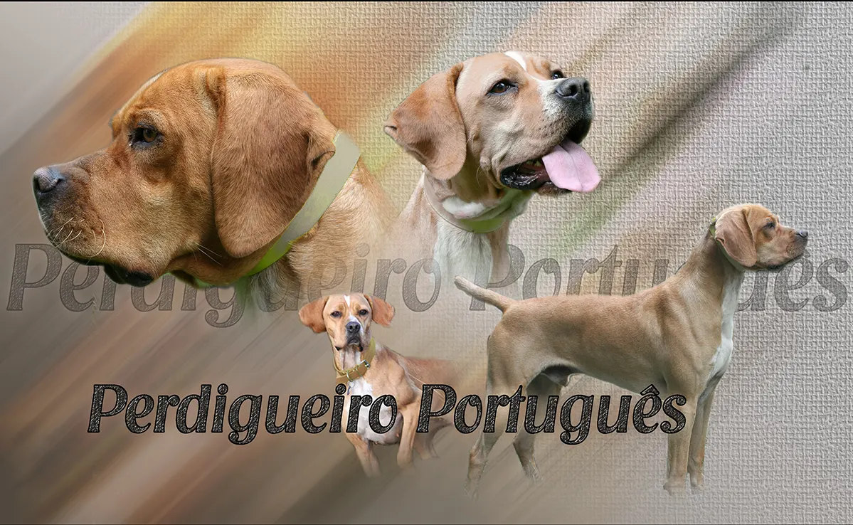 Braque Portuguais