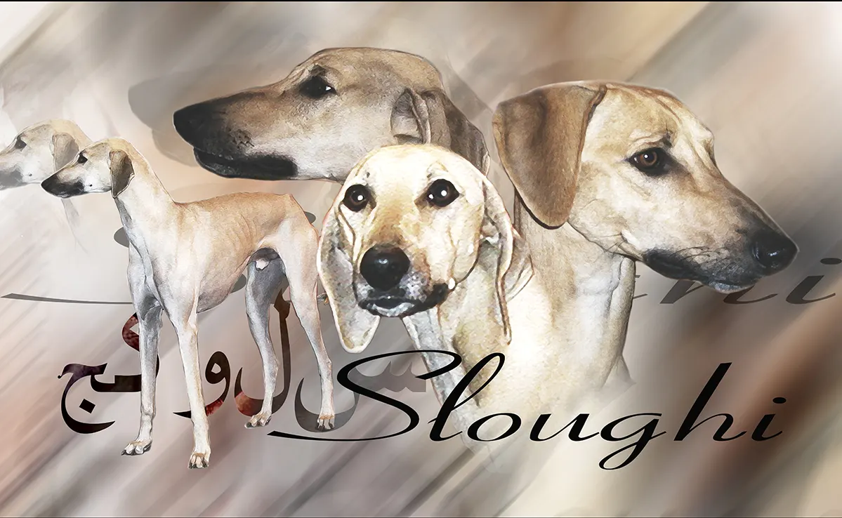 Sloughi