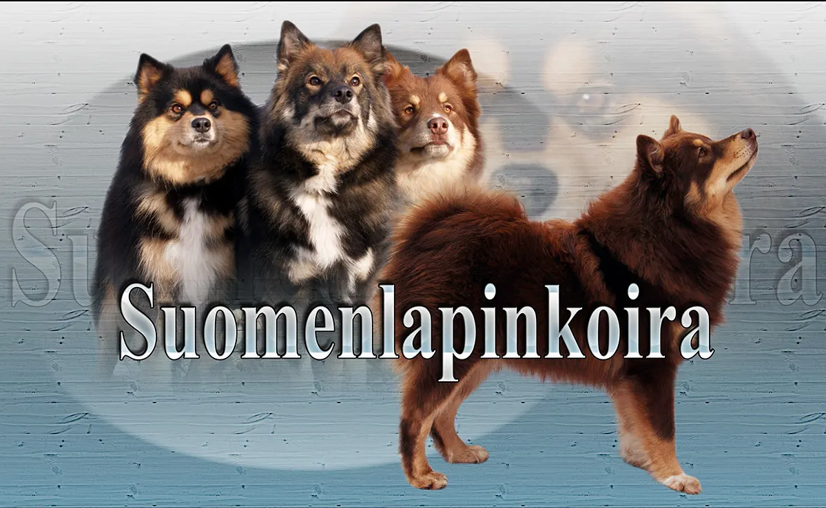 Suomenlapinkoira