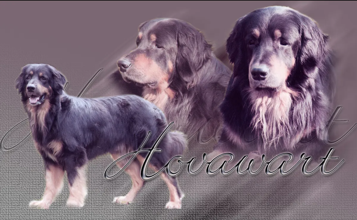 Hovawart