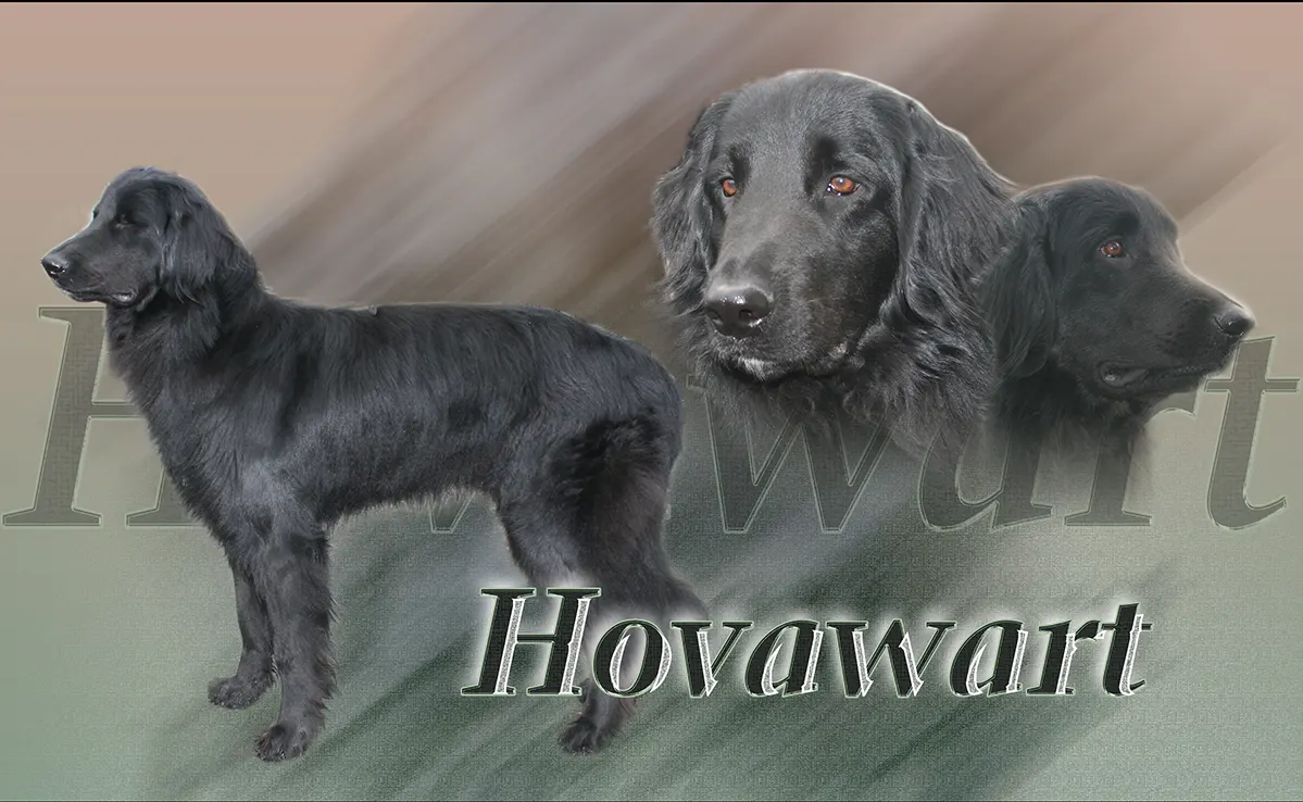 Hovawart